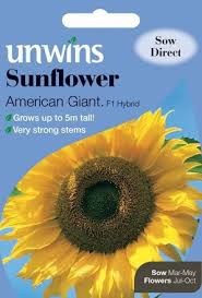 Buy Sunflower American Giant F1 Seeds Online Unwins