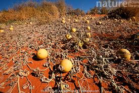 Image result for Cucumis myriocarpus