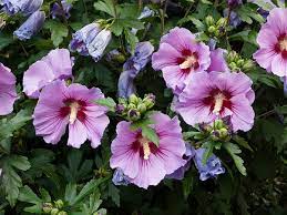 Check spelling or type a new query. Hibiscus Syriacus Rose Of Sharon