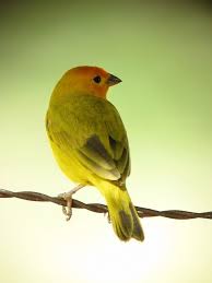 Canario Da Terra O Que Come Sicalis Flaveola Canario Coronado Saffron Finch By Felixu Via Flickr World Birds Pet Birds Beautiful Birds