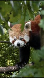 Please Follow Iloveredpandas Took This At Chester Zoo A Few Months Back Figured You Guys Would Enjoy It Redpanda Panda Cute In 2020 Cute Animals Red Panda Animals