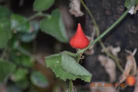 Image result for Kedrostis foetidissima