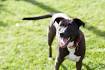 21 Most Interesting Mixed Dog Breeds (BEST MUTT DOGS)