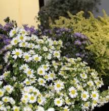 We offer same day flower delivery when you order by 12:00 pm local roanoke time monday through friday and 10:00 am on saturday. Tfs Roanoke Southwest Virginia S Wholesale Floral Supplier