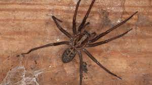 Spider – Day 13 Of 30 Days [Biblically] Wild | Newman Research Centre For  The Bible And Its Reception