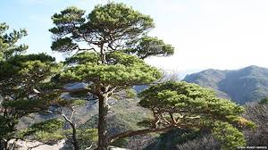 Maybe you would like to learn more about one of these? South Korea New Names Chosen For Native Plants Bbc News