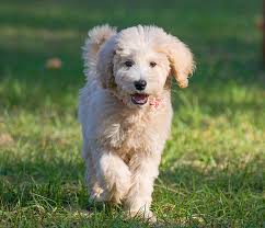We did not find results for: Doodles Sanctuary Puppies Puppy Breeder Labradoodles Goldendoodles Poodles Cockapoos Wheaten Terriers Soft Coated Wheaten Terriers Whoodles Bernedoodles For Sale For Stud