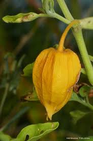 Image result for Physalis viscosa