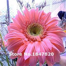 Kupit Tovar Redkie Gerbera Semena 10 Vidov 100 Smeshivat Cveta Semena Cvetov Vysokaya Vyzhivaemost Dlya Doma I Sada V Flower Seeds Survival Gardening Gerbera