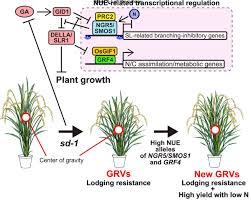 Plant physiology is a subdiscipline of botany concerned with the functioning, or physiology, of plants. Plant Cell Physiology On Twitter Advance Access Mini Review Article Published Online Making The Green Revolution Truly Green Improving Crop Nitrogen Use Efficiency Https T Co R3ktnawtyt Excellent Review From Wang Yoshida
