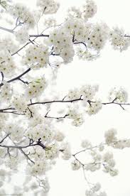 White Blossom White Cherry Blossom White Cherries White Gardens