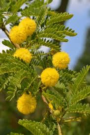 Image result for Acacia karroo