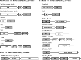 Des clubs qui vous feront découvrir les différentes disciplines du tir à l'arc : Structure And Function Of Toll Interleukin 1 Receptor Resistance Protein Tir Domains Springerlink