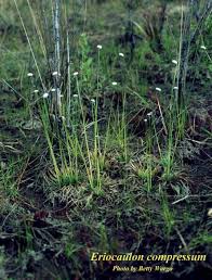 Image result for Eriocaulon schimperi