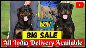 He is 10 weeks old now. Imported Rottweiler Puppies For Sale Timit Tor Bloodline Quality Doggyz 2021 Youtube