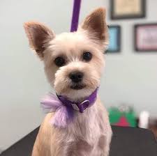 FurryTail Transfurmations