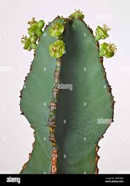 Image result for Euphorbia fortissima