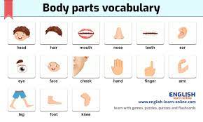 Vocabulary exercises to help learn words for parts of the body. Body Parts Vocabulary In English With Pictures Games Sounds Quizzes