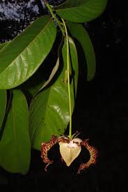 Image result for Monodora grandidieri