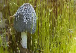 Image result for Coprinus lagopides