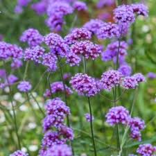 Image result for foto verbena