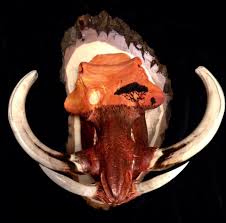 Custom Trophy Warthog Safari Skull Www Skullkandy Com Skull Decor Custom Trophies Warthog