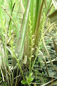 It was originally named ophrys paludosa by carl linnaeus. Hammarbya Paludosa Bog Adder S Mouth Bog Malaxis Marsh Malaxis Go Orchids
