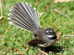 Black Bird With White Chest And White Tipped Tail Pin On Fantails