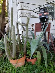 How to plant a cactus in a pot? Replanting My Great Grandpas Cactus Today Any Advise Boat Motor For Scale Plantclinic