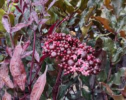 Image result for Leea