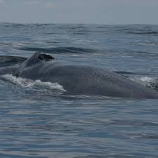 Beaty biodiversity museum has natural history exhibits with over 2 million specimens and canada's largest blue whale skeleton. Blue Whale News Bluewhalenews Twitter