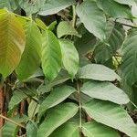 Image result for Lannea welwitschii