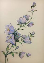 Bluebell wild flowers isolated over white background. Blue Bell Flowers Painting By Hanna Taranishyna Artmajeur