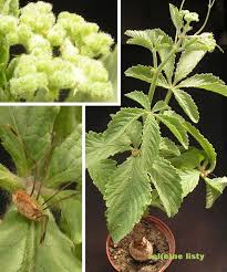 Image result for Cyphostemma lanigerum