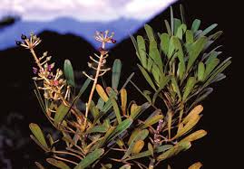 Image result for Astropanax myrianthus