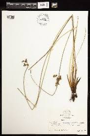 Image result for Juncus exsertus