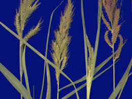 Image result for Echinochloa crus-pavonis