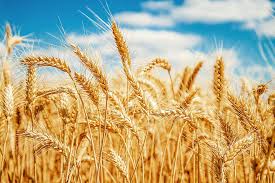 Check out this site for facts about the slave plantations in colonial america. Top Wheat Producing Countries Worldatlas