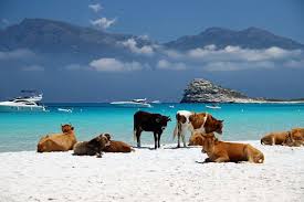 2b Les Vaches Sur La Plage De Loto A Saint Florent Departement De Haute Corse Region Corse France Haute Corse Paysage Corse Plage De Saleccia
