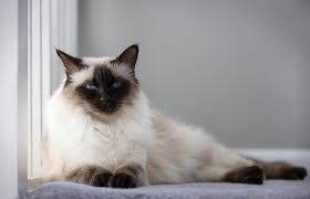 The cats look elegant, and. Balinese Cat Traits Personality And Pictures Lovetoknow