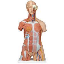 Muscles are a must, not an option current #followback rate : Deluxe Dual Sex Torso Muscles Model 31 Parts B40 For 1729 95