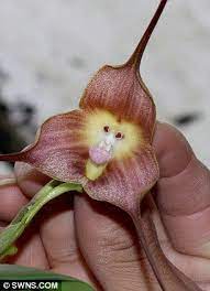 This orchid flowers blooms mainly from fall to mid winter. The South American Flower That Looks Like A Monkey And Hopefully Smells Sweeter Monkey Orchid Strange Flowers Unusual Flowers