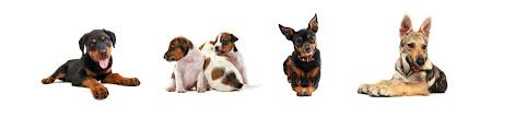 Phone we are a fromm family forever, and a holistic pets shop supporter from here on. Sarasota Dog Training And Boarding K9 Korral