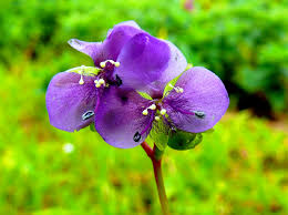 Image result for Murdannia simplex