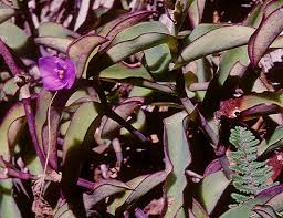 Image result for Commelinaceae