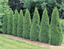 Determining the best privacy shrub for your property depends on what you want in a hedge. 20 Fast Growing Shrubs And Bushes For Privacy Evergreen Shrubs For Backyard