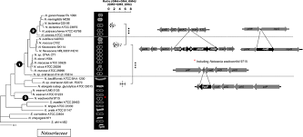 Image result for Neisseriaceae