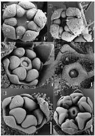 Image result for Ardisiandra wettsteinii