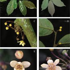 Image result for Sericanthe leonardii