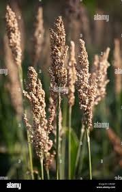 Image result for Echinochloa frumentacea